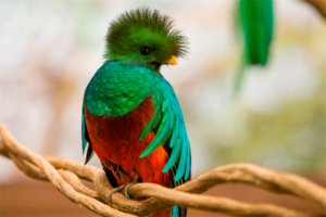 el-quetzal